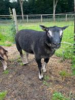 Dassenkop ram, Mannelijk, Schaap, 0 tot 2 jaar