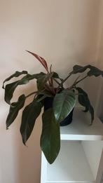 Philondendron met mand, Ophalen, Halfschaduw, Minder dan 100 cm