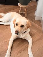 Dekreu gezocht! Niet te koop, Dieren en Toebehoren, Rabiës (hondsdolheid), Reu, Eén hond, 3 tot 5 jaar
