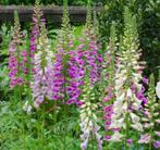 Digitalis Vingerhoedskruid Tuinplant lila/paars of wit, Ophalen, Zomer, Overige soorten, Halfschaduw