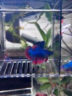 Betta man volwassen, Dieren en Toebehoren, Vissen | Aquariumvissen, Vis