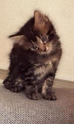 Maincoon  kittens, Kater