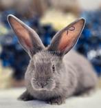 Duitse reuzen Rambo junior bloedlijn, Dieren en Toebehoren, Konijnen, Meerdere dieren, Groot, 0 tot 2 jaar