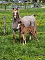 🌟 Te koop: Welsh B stermerrie met chique hengstveulen van A, Dieren en Toebehoren, Pony's, Merrie, Recreatiepony, Gechipt, 11 jaar of ouder