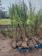 Liguster lavendel vinca potentilla prunus, Tuin en Terras, Ophalen of Verzenden, Liguster, Minder dan 100 cm