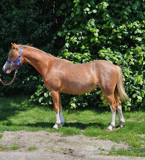 Schitterende super lieve B welsh merrie met stamboekpapier., Dieren en Toebehoren, Pony's, Ruin, Recreatiepony