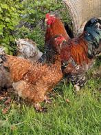 Broedeieren van de grote Brahma Porselein, Geslacht onbekend, Kip