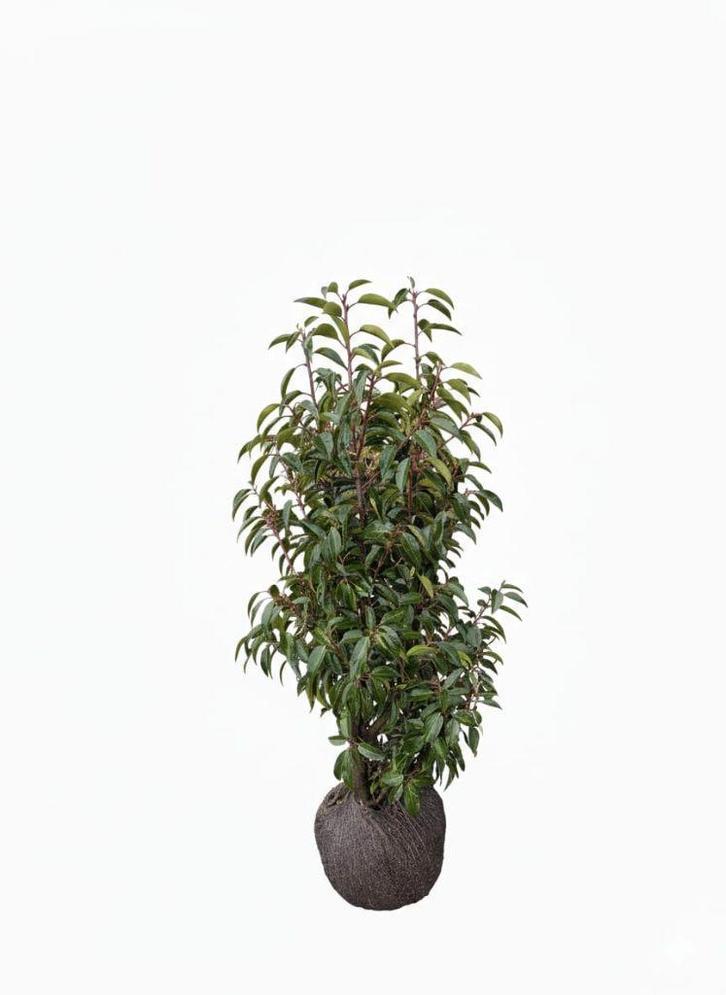 Prunus lusitanica- portugese laurier 80-100cm, Tuin en Terras, Planten | Struiken en Hagen, Struik, Laurier, Minder dan 100 cm