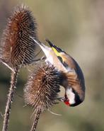 kaardebol dipsacus fullonum  vogels in de tuin nu planten, Overige soorten, Ophalen of Verzenden, Tweejarig, Halfschaduw