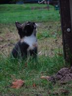 boerderij kittens, Dieren en Toebehoren, Meerdere dieren, Kortharig, 0 tot 2 jaar