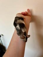 Gecastreerde man kleurmuis ter adoptie - Rodent Rescue, Dieren en Toebehoren, Knaagdieren, Juli, Mannelijk, Muis