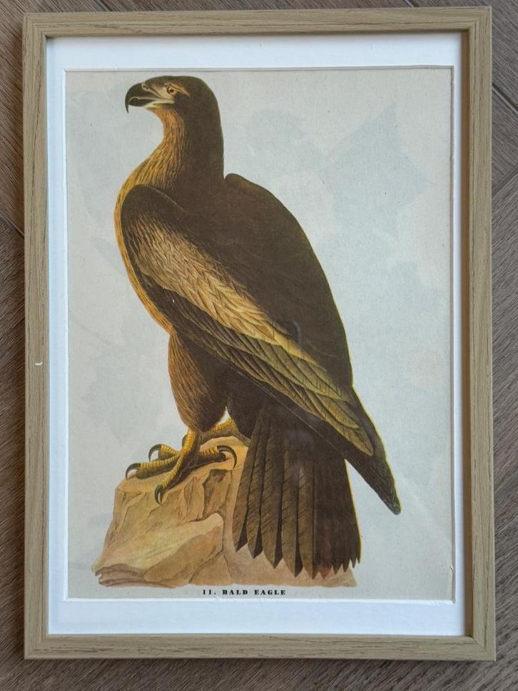 1947 GROOT - Zee Arend - Bald eagle, Antiek en Kunst, Kunst | Etsen en Gravures, Ophalen of Verzenden