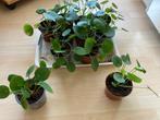 plantjes[ stekjes pannenkoekplantjes0, Volle zon, Eenjarig, Zomer, Ophalen