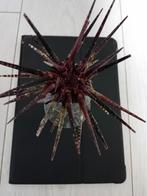 Zee-egel paarse kleur. Perfecte staat, Verzamelen, Mineralen en Fossielen, Ophalen of Verzenden