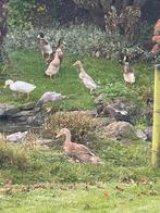 Indische loopeenden te koop – geboren 5 augustus, Dieren en Toebehoren, Pluimvee, Meerdere dieren, Eend