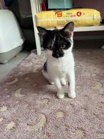 Kitten te koop, Dieren en Toebehoren, Katten en Kittens | Overige Katten, Poes, Kortharig, 0 tot 2 jaar