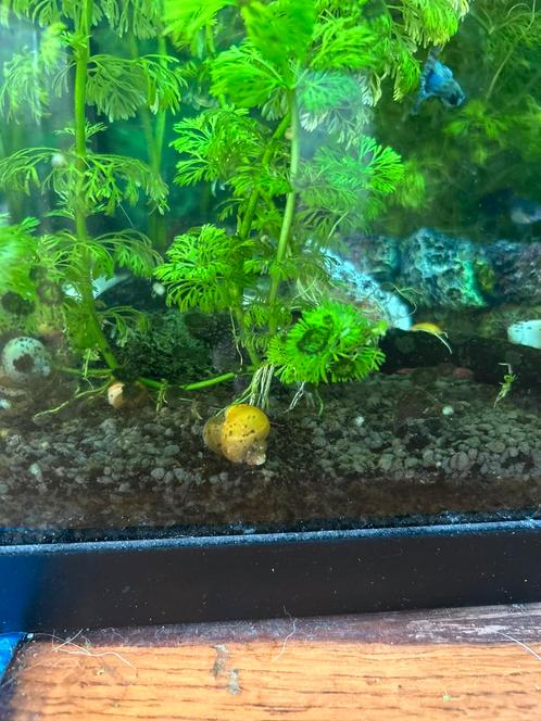 Gele appelslakken, Dieren en Toebehoren, Vissen | Aquariumvissen, Slak of Weekdier
