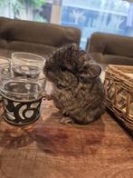 3 jonge chinchilla broertjes, Dieren en Toebehoren, Knaagdieren, Chinchilla, Mannelijk, Juli, Tam