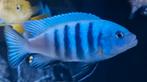 Malawi ciclide, Dieren en Toebehoren, Vissen | Aquariumvissen, Vis