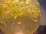 Guppen van jong tot oud zeker 20, Dieren en Toebehoren, Vissen | Aquariumvissen, Vis, Zoetwatervis, Schoolvis