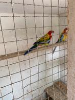 Rosella goudmantel, Dieren en Toebehoren, Meerdere dieren, Parkiet