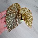 Begonia Corallina de Lucerna plant, Ophalen of Verzenden, Overige soorten, Minder dan 100 cm