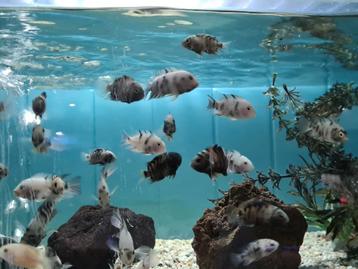 Marbled Zebra Cichliden, Amatitlania Nigrofasciata marbled beschikbaar voor biedingen