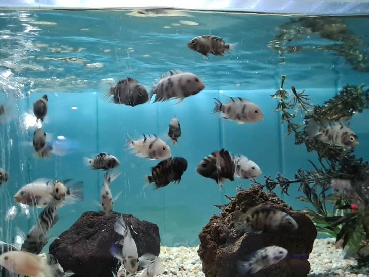 Marbled Zebra Cichliden, Amatitlania Nigrofasciata marbled, Dieren en Toebehoren, Vissen | Aquariumvissen, Zoetwatervis, Vis