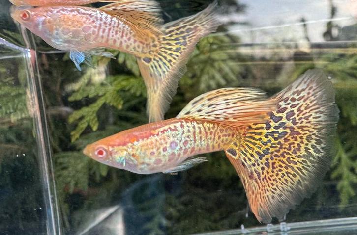 ***High Quality Albino Yellow Cobra guppen***, Dieren en Toebehoren, Vissen | Aquariumvissen, Zoetwatervis, Vis, Schoolvis