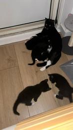 Britse korthaar kittens nestje, Dieren en Toebehoren, Katten en Kittens | Overige Katten, Meerdere dieren, Kortharig
