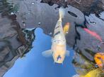 Koi vis ca 35cm, Dieren en Toebehoren, Karper of Koi