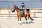 Lieve allround ruin te koop, Dieren en Toebehoren, Paarden, Z, Gechipt, Ruin, Dressuurpaard