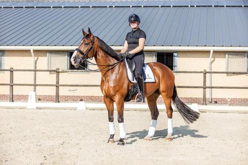 Lieve allround ruin te koop, Dieren en Toebehoren, Paarden, Ruin, Z, 160 tot 165 cm, 11 jaar of ouder, Dressuurpaard, Met stamboom