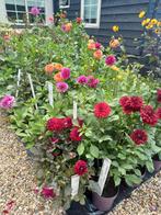Dahlia planten in pot. vele kleuren, Tuin en Terras, Planten | Tuinplanten, Ophalen, Zomer, Overige soorten, Volle zon