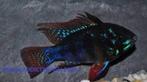 ramarezia/antennebaarsje black devil, Dieren en Toebehoren, Vissen | Aquariumvissen, Vis, Zoetwatervis, Schoolvis