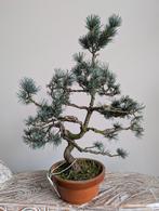 Pinus Bonsai 40cm, Bloeit niet, Halfschaduw, Minder dan 100 cm, Overige soorten