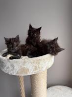 Main Coon kittens met stamboom, Dieren en Toebehoren, Meerdere dieren, Gechipt, 0 tot 2 jaar