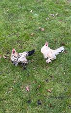 Krielhaantjes gratis af te halen., Dieren en Toebehoren, Pluimvee, Mannelijk, Kip