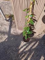 klimplanten jasmijn, Tuin en Terras, Planten | Tuinplanten, Volle zon, Vaste plant, Ophalen of Verzenden, Klimplanten