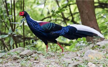 Swinhoe fazanten beschikbaar voor biedingen