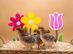 Bielefelder groot baby kuikens hennetjes, gesekst en ingeënt, Dieren en Toebehoren, Pluimvee, Vrouwelijk, Kip