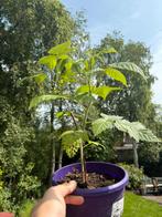 Frambozen struiken, Tuin en Terras, Planten | Tuinplanten, Ophalen, Volle zon, Vaste plant, Zomer