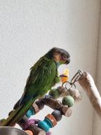 Pyrrhura blauwkeel, Dieren en Toebehoren, Vogels | Parkieten en Papegaaien, Mannelijk, Dwergpapegaai of Agapornis, Geringd