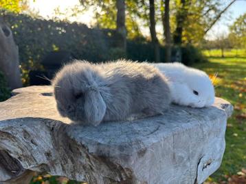 Jong Mooi Koppel Minilop konijntjes te koop beschikbaar voor biedingen
