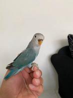Prachtige Lieve Agapornis Dwergpapegaai  Hand Tam, Dieren en Toebehoren, Meerdere dieren, Dwergpapegaai of Agapornis, Tam