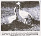 Artis 1919; Australische hoenderganzen, Verzenden, Voor 1940, Gebruikt, Dier