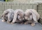 Raszuivere nhd konijnen. Nederlandse hangoordwerg konijn., Dieren en Toebehoren, Mannelijk, Dwerg, 0 tot 2 jaar, Hangoor