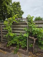 4 druiven bomen, Tuin en Terras, Planten | Bomen, Ophalen, Volle zon, Overige soorten