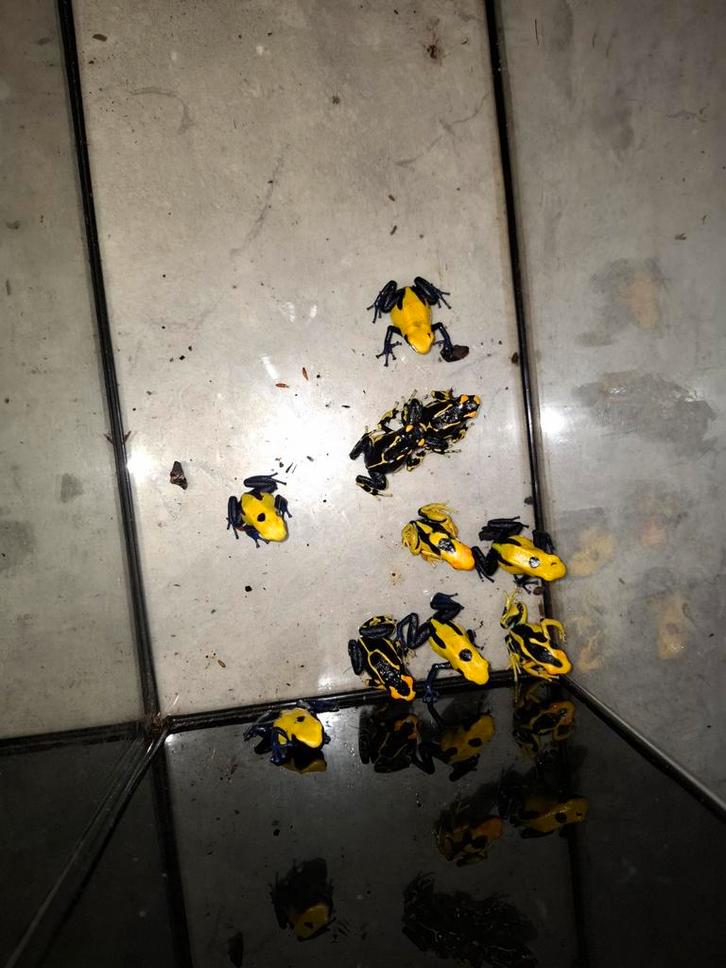 5x alanis /4x citronella 4a5maand, Dieren en Toebehoren, Reptielen en Amfibieën, Amfibie, 0 tot 2 jaar