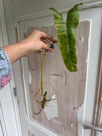 Philodendron Paraiso Verde Stekken beschikbaar voor biedingen